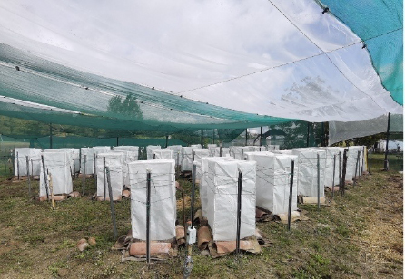 M. Spagnol and colleagues in France use pollination control tents to as part of their olive breeding programme